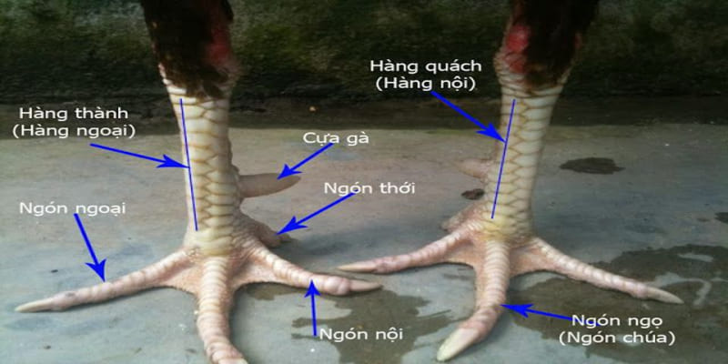 bí quyết chọn gà đá